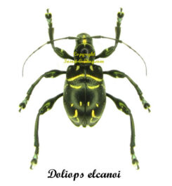 Doliops elcanoi
