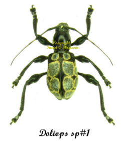 Doliops sp#1