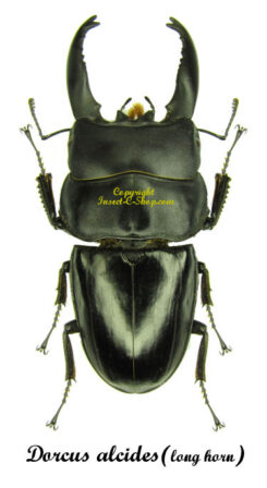 Dorcus alcides ( longue corne )