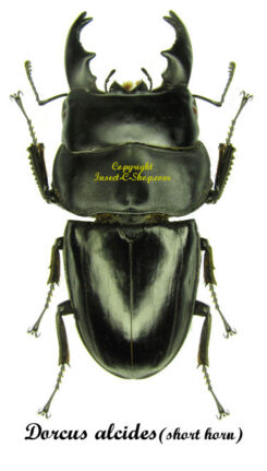 Dorcus alcides ( corne courte )