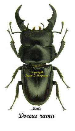 Dorcus rama
