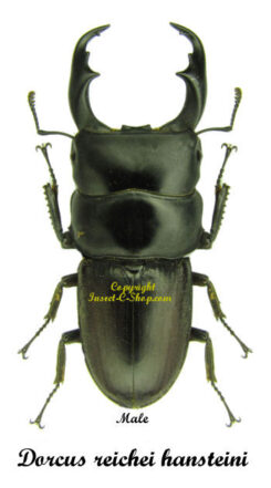 Dorcus reichei hansteini