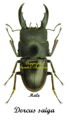 Dorcus saiga