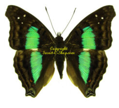 Doxocopa cherubina