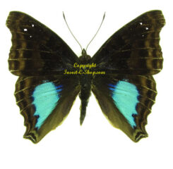Doxocopa cyane