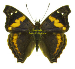 Doxocopa elis