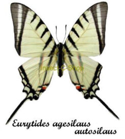Eurytides ( Protographium ) agesilaus autosilaus