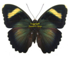 Euphaedra hewitsoni