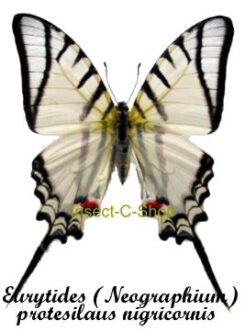 Eurytides ( Protographium ) protesilaus nigricornis