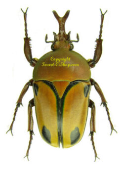 Eudicella woermanni trilineata ( interruptefasciata form )