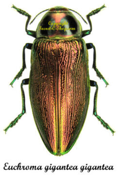 Euchroma gigantea gigantea