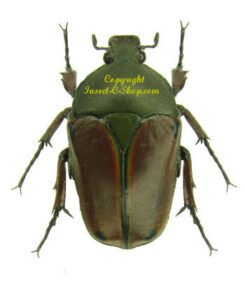 Eudicella nyassica