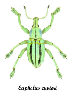 Eupholus cuvieri