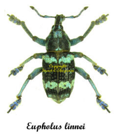 Eupholus linnei