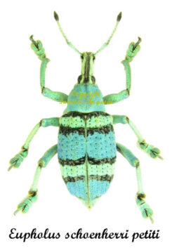Eupholus schoenherri petiti