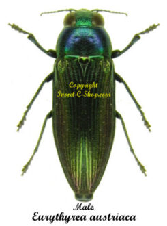 Eurythyrea austriaca