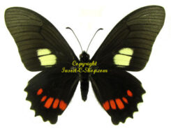 Mimoides ( Eurytides ) harmodius harmodius