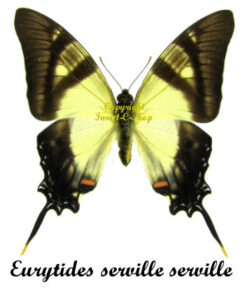Eurytides serville serville ( 5pcs )