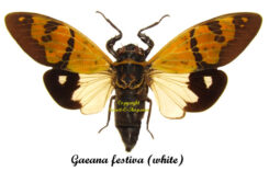 Gaeana festiva ( spread )