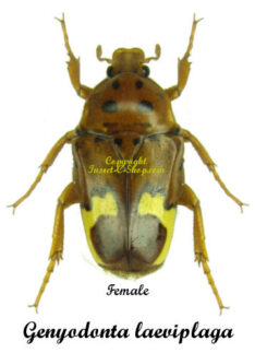 Genyodonta ( Anisorrhina ) laeviplaga