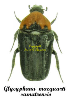 Glycyphana macquarti sumatrensis