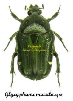 Glycyphana maculiceps