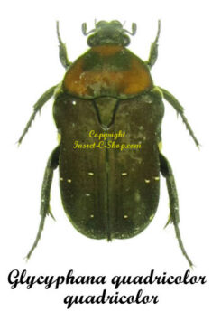 Glycyphana quadricolor quadricolor