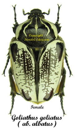 Goliathus goliatus sp. albatus
