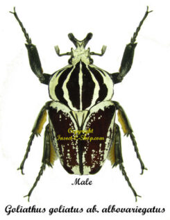 Goliathus goliatus  sp. albovariegatus