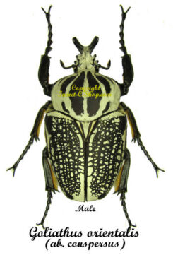 Goliathus orientalis ssp. orientalis ab. conspersus