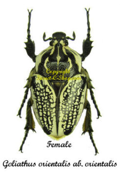 Goliathus orientalis ab. orientalis