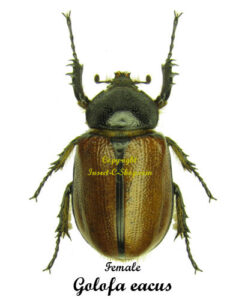 Golofa eacus