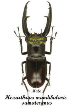 Hexarthrius mandibularis sumatranus
