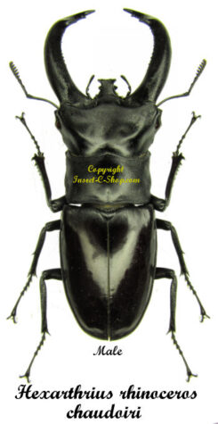 Hexarthrius rhinoceros chaudoiri