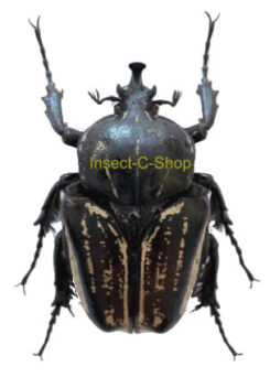 Hegemus vittatus
