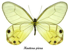 Haetera piera ( 5-pcs )
