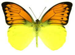Hebomoia leucippe daemonis