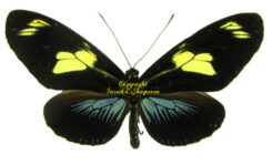 Heliconius doris aristomache