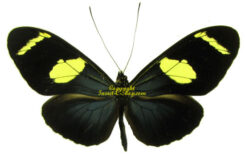 Heliconius wallacei flavescens