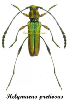 Helymaeus pretiosus