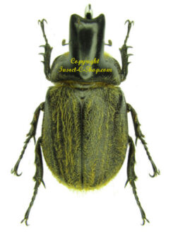 Heterogomphus hirtus