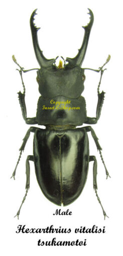 Hexarthrius vitalisi tsukamotoi