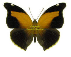Historis odius orion