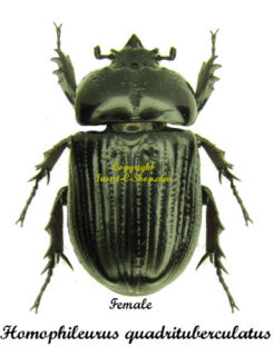 Homophileurus quadrituberculatus