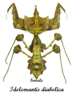 Idolomantis diabolica ( early stage )