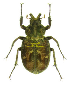 America - Cetonidae