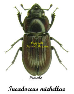 Incadorcus michellae
