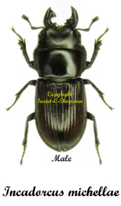 Incadorcus michellae