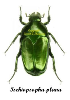 Ischiopsopha plana