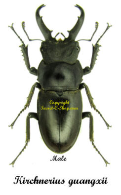 Kirchnerius guangxii